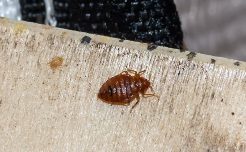 bed bug