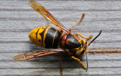Wasp