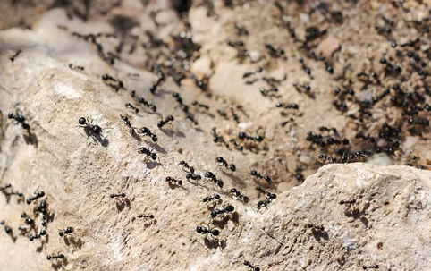 ants