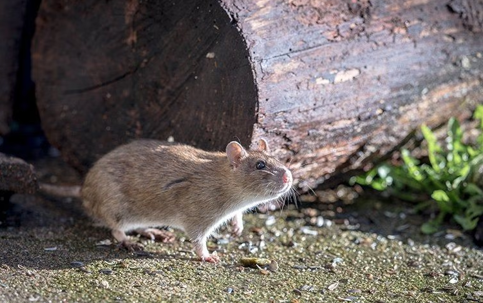 mouse