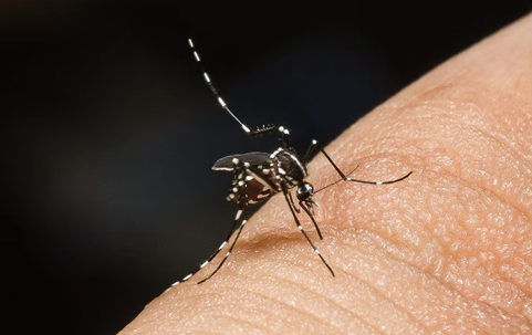 Mosquitoes