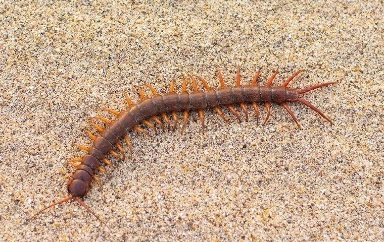 Centipedes & Millipedes