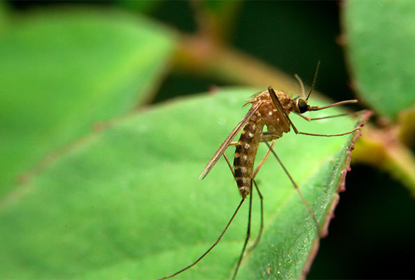 Mosquitoes