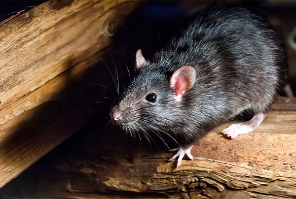 Rodents
